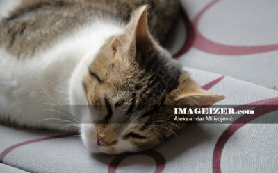 Adolescent sleepy cat closeup