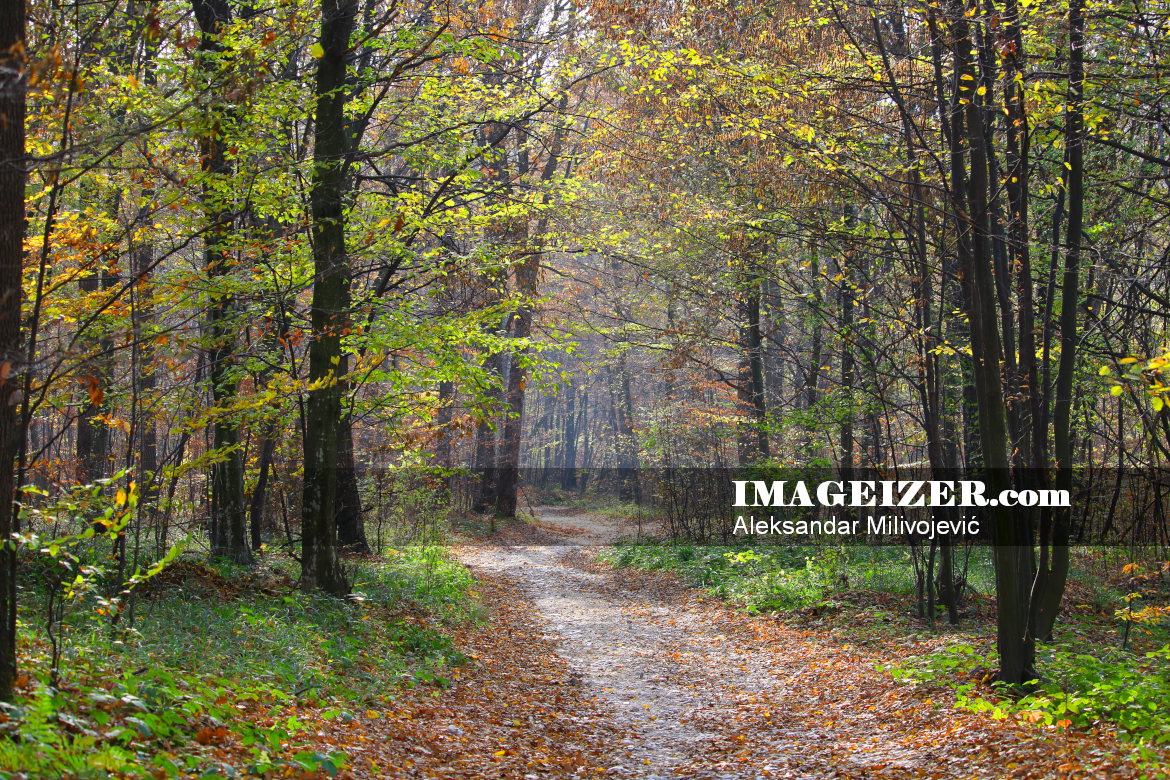 Autumn colorful forest with footpath