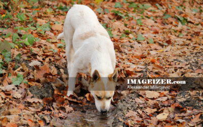 Stray dog drinking water from the puddle