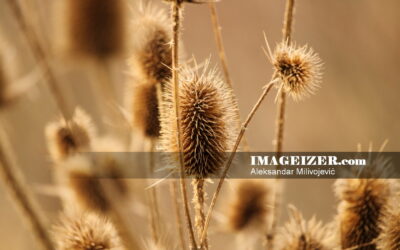 Dry teasel plant in wild