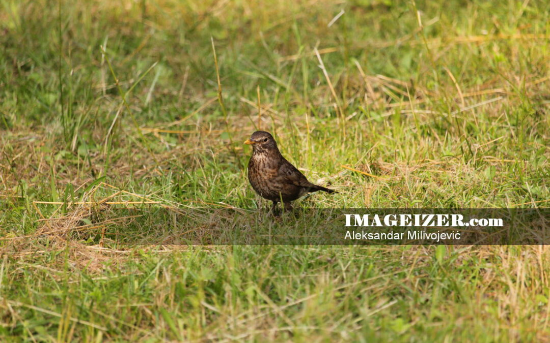 Common blackbird in grass