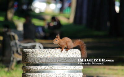 Squirrel in the park on concrete block 1301423