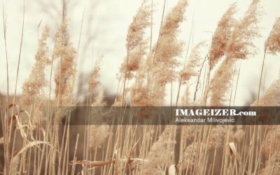 Pampas grass in light pastel and golden color