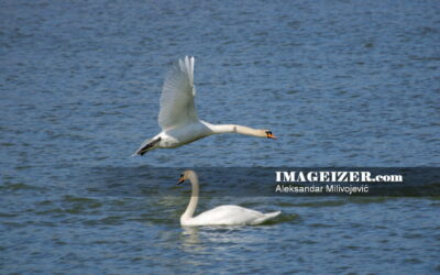 Pair of white swans 1235623