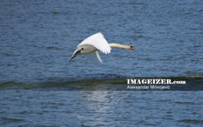 White adult swan in low flight 1235723