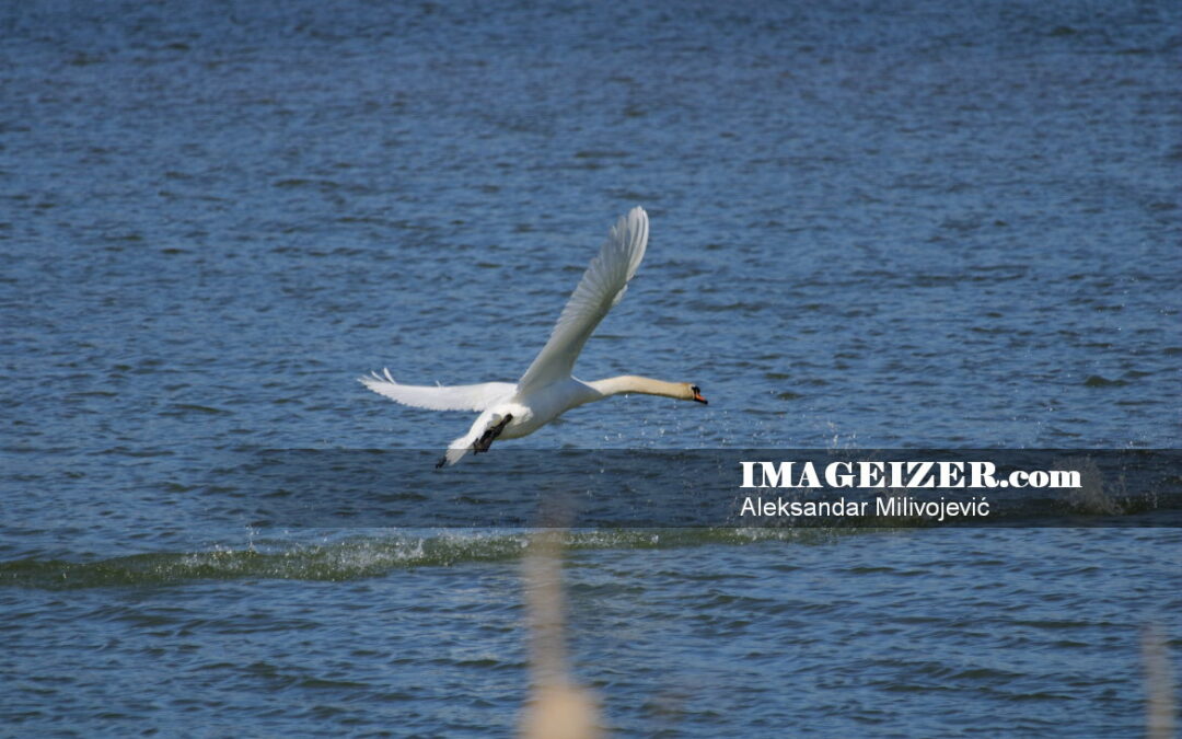 White adult swan in low flight