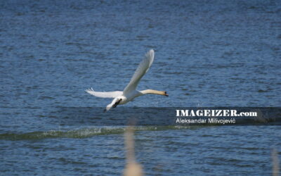 White adult swan in low flight 1235823