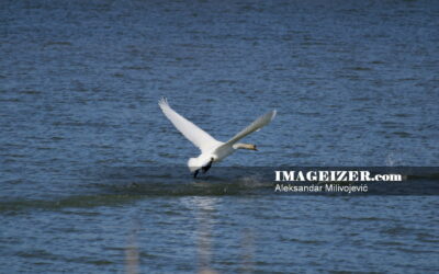 White adult swan starts flight of the lake