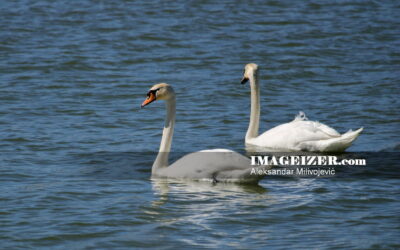 Pair of white swans 1238023